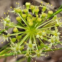 Hydrocotyle laxiflora (Stinking Pennywort) at Stromlo, ACT - 23 Nov 2021 by tpreston