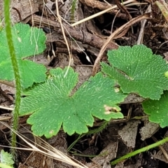 Hydrocotyle laxiflora at Stromlo, ACT - 23 Nov 2021 03:54 PM