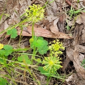 Hydrocotyle laxiflora at Stromlo, ACT - 23 Nov 2021 03:54 PM