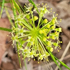 Hydrocotyle laxiflora at Stromlo, ACT - 23 Nov 2021