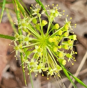 Hydrocotyle laxiflora at Stromlo, ACT - 23 Nov 2021 03:54 PM