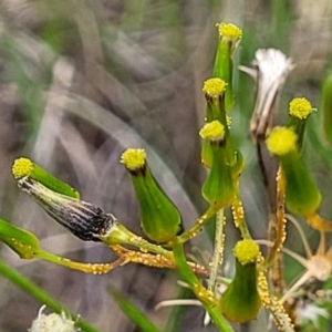 Senecio diaschides at Stromlo, ACT - 23 Nov 2021 03:56 PM