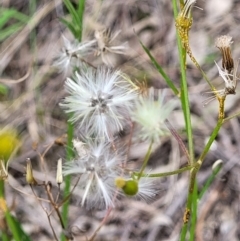 Senecio diaschides at Stromlo, ACT - 23 Nov 2021 03:56 PM