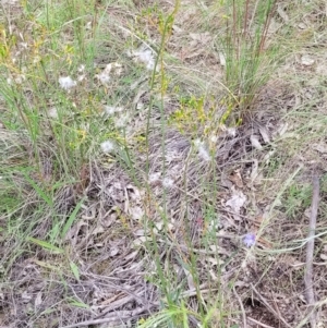 Senecio diaschides at Stromlo, ACT - 23 Nov 2021 03:56 PM