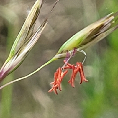 Rytidosperma pallidum (Red-anther Wallaby Grass) at Block 402 - 23 Nov 2021 by trevorpreston