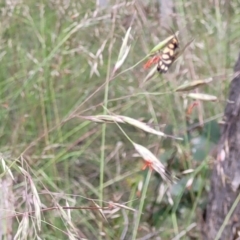 Rytidosperma pallidum at Stromlo, ACT - 23 Nov 2021