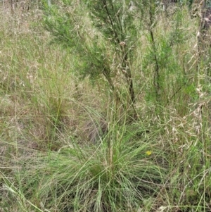 Rytidosperma pallidum at Stromlo, ACT - 23 Nov 2021 03:52 PM