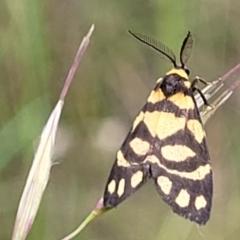 Asura lydia (Lydia Lichen Moth) at Block 402 - 23 Nov 2021 by trevorpreston