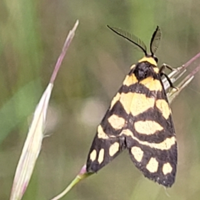 Asura lydia (Lydia Lichen Moth) at Piney Ridge - 23 Nov 2021 by tpreston