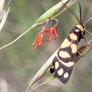 Asura lydia at Stromlo, ACT - 23 Nov 2021