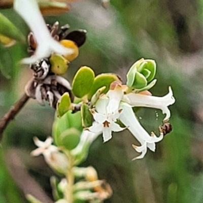 Brachyloma daphnoides (Daphne Heath) at Stromlo, ACT - 23 Nov 2021 by tpreston