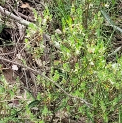 Brachyloma daphnoides at Stromlo, ACT - 23 Nov 2021 03:49 PM