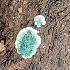 Trichoderma 'green fluffy' at Stromlo, ACT - 23 Nov 2021 by trevorpreston