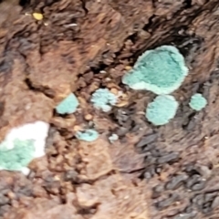 Trichoderma 'green fluffy' at Stromlo, ACT - 23 Nov 2021 03:49 PM