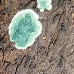 Trichoderma 'green fluffy' at Stromlo, ACT - 23 Nov 2021 03:49 PM