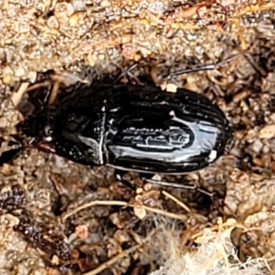 Oodini (tribe) (Oodine carabid beetle) at Block 402 - 23 Nov 2021 by trevorpreston