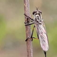 Cerdistus sp. (genus) (Yellow Slender Robber Fly) at Piney Ridge - 23 Nov 2021 by tpreston