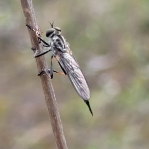 Cerdistus sp. (genus) at Stromlo, ACT - 23 Nov 2021 03:45 PM