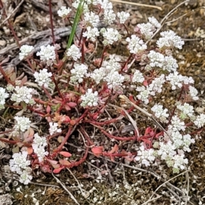 Poranthera microphylla at Stromlo, ACT - 23 Nov 2021