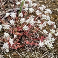 Poranthera microphylla (Small Poranthera) at Stromlo, ACT - 23 Nov 2021 by tpreston
