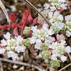 Poranthera microphylla at Stromlo, ACT - 23 Nov 2021 03:44 PM