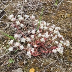 Poranthera microphylla at Stromlo, ACT - 23 Nov 2021