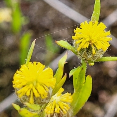 Triptilodiscus pygmaeus (Annual Daisy) at Stromlo, ACT - 23 Nov 2021 by tpreston