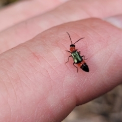 Paederus sp. (genus) (Whiplash rove beetle) at Molonglo Valley, ACT - 23 Nov 2021 by tpreston