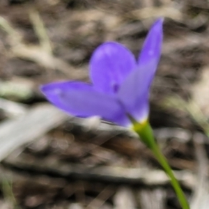 Wahlenbergia planiflora at Stromlo, ACT - 23 Nov 2021 03:39 PM