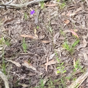 Wahlenbergia planiflora at Stromlo, ACT - 23 Nov 2021