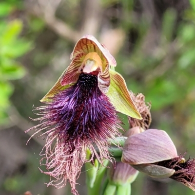 Calochilus platychilus (Purple Beard Orchid) at Stromlo, ACT - 23 Nov 2021 by trevorpreston