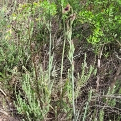 Calochilus platychilus at Stromlo, ACT - 23 Nov 2021