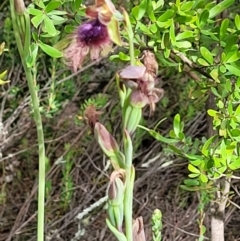 Calochilus platychilus at Stromlo, ACT - suppressed