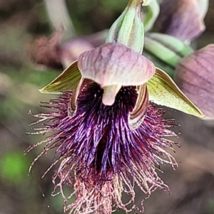 Calochilus platychilus at Stromlo, ACT - 23 Nov 2021