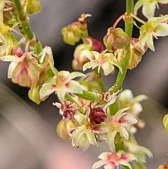 Rumex acetosella (Sheep Sorrel) at Molonglo Valley, ACT - 23 Nov 2021 by trevorpreston