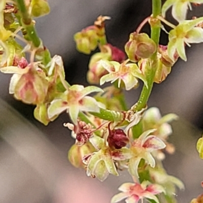 Rumex acetosella (Sheep Sorrel) at Block 402 - 23 Nov 2021 by trevorpreston