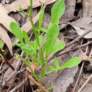 Rumex acetosella at Molonglo Valley, ACT - 23 Nov 2021 03:34 PM