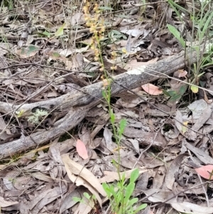 Rumex acetosella at Molonglo Valley, ACT - 23 Nov 2021 03:34 PM