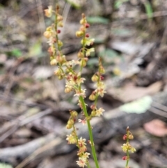 Rumex acetosella at Molonglo Valley, ACT - 23 Nov 2021 03:34 PM