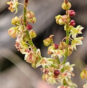 Rumex acetosella at Molonglo Valley, ACT - 23 Nov 2021