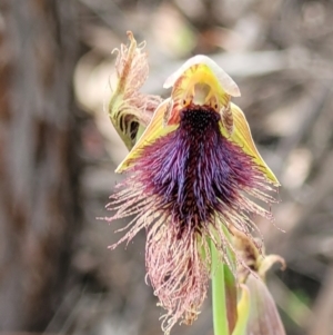 Calochilus platychilus at Molonglo Valley, ACT - 23 Nov 2021