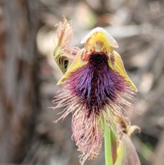 Calochilus platychilus (Purple Beard Orchid) at Block 402 - 23 Nov 2021 by trevorpreston
