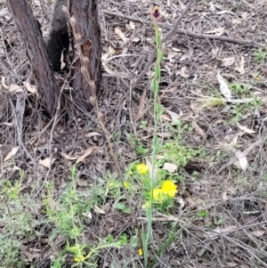 Calochilus platychilus at Molonglo Valley, ACT - 23 Nov 2021