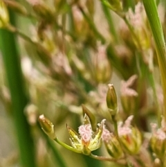 Juncus remotiflorus (Diffuse Rush) at Molonglo Valley, ACT - 23 Nov 2021 by trevorpreston