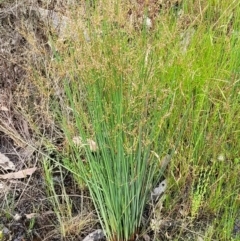 Juncus remotiflorus at Molonglo Valley, ACT - 23 Nov 2021 03:30 PM