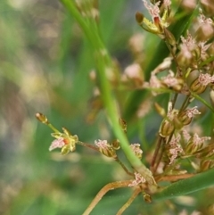 Juncus remotiflorus at Molonglo Valley, ACT - 23 Nov 2021