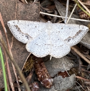 Taxeotis intextata at Curtin, ACT - 23 Nov 2021 04:17 PM