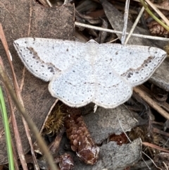 Taxeotis intextata (Looper Moth, Grey Taxeotis) at Curtin, ACT - 23 Nov 2021 by RAllen