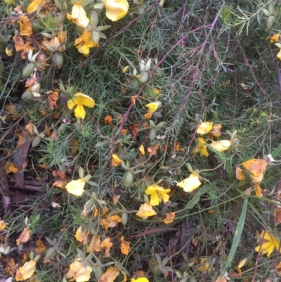 Gompholobium huegelii (Pale Wedge Pea) at Bruce, ACT - 23 Nov 2021 by jgiacon