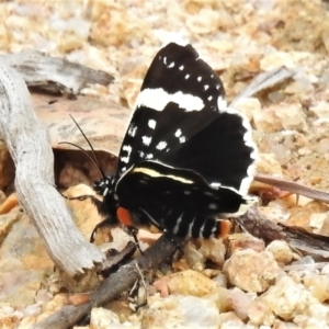 Idalima affinis at Paddys River, ACT - 23 Nov 2021 11:35 AM